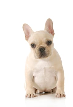 cute puppy - french bulldog puppy sitting looking at viewer on white background