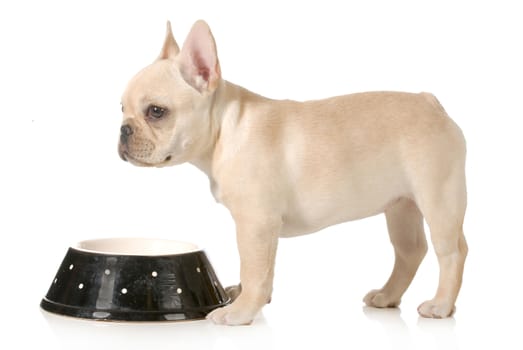 dog dinner time - french bulldog puppy standing at dog food bowl isolated on white background