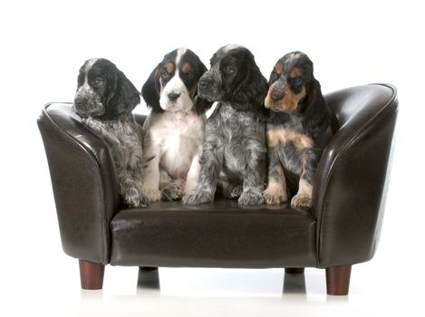 litter of puppies - four english cocker spaniel puppies sitting on a couch isolated on white background - 7 weeks old