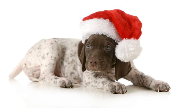 christmas puppy - german shorthaired pointer wearing santa hat