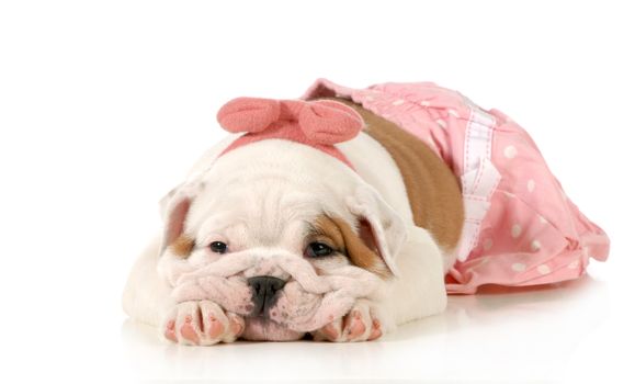 cute puppy - female english bulldog puppy wearing pink laying down isolated on white background - 8 weeks old