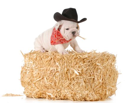 country dog - english bulldog puppy sitting on a bale of straw isolated on white background - 7 weeks old