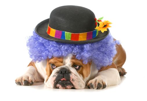 funny dog - english bulldog dressed up like a clown isolated on white background