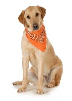 cute dog - labrador and golden retriever cross wearing orange bandana sitting looking at viewer on white background