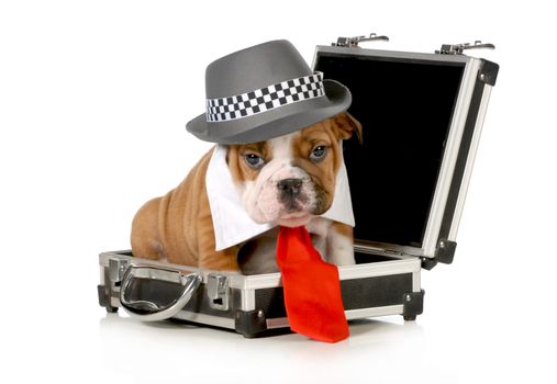 business puppy - english bulldog dressed up like a business man sitting inside briefcase isolated on white background - 7 weeks old