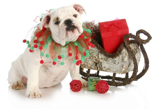 christmas puppy - english bulldog puppy sitting beside sleigh full of presents isolated on white background