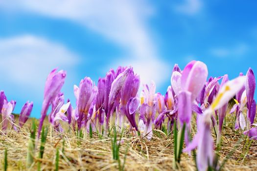 group of early spring wild flowers ( crocus sativus ) over blue sky