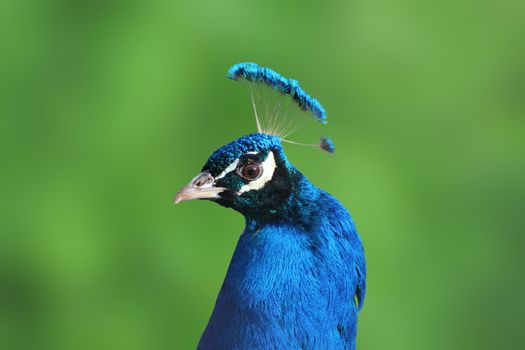 beautiful peacock portrait over green defocused background