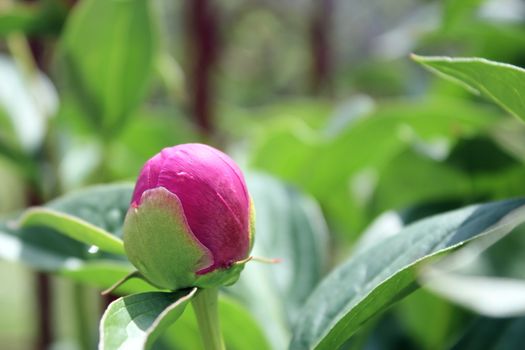 pink peony colorful bud in the garden - ready to transform in a beautiful flower