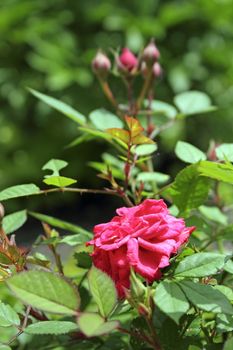 beautiful pink rose growing in the garden