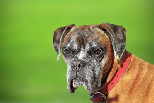 old boxer breed - portrait over green defocused background