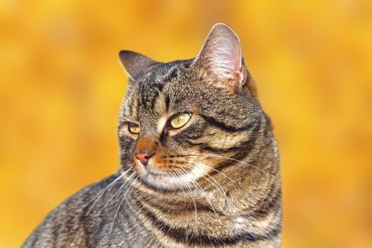 portrait of a striped cat over beautiful autumn forest background