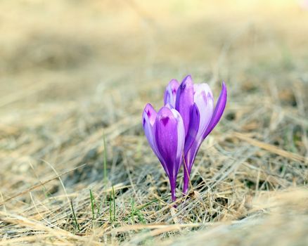 crocus sativus - violet spring wild flower growing from the faded grass