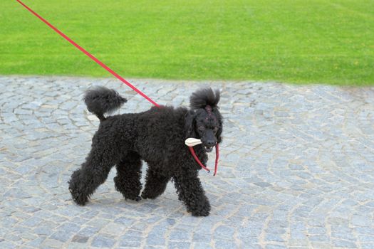 caniche breed - ugly black dog walking in the park with a bone in its mouth