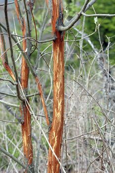 willow with scratched bark after the winter season as hungry deers fed on it