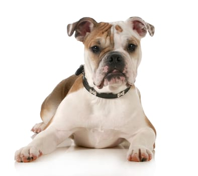 english bulldog laying down isolated on white background