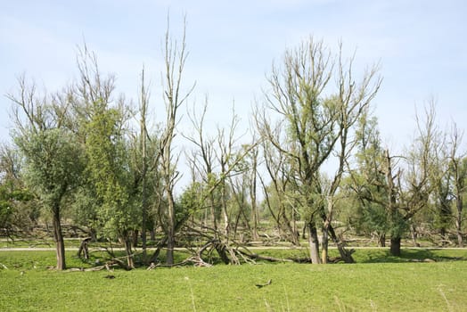 forest with dead and fallen trees after a storm