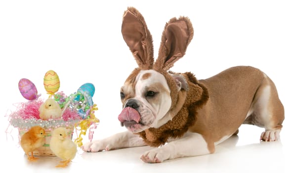 easter dog - english bulldog dressed like bunny with basket of eggs and chicks isolated on white background