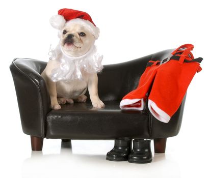 christmas dog - french buldog dressed up like santa sitting on a couch isolated on white background