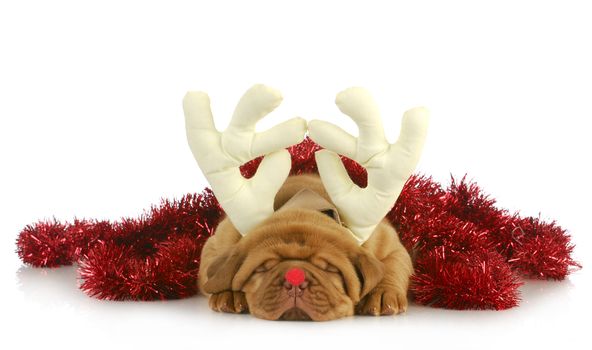 christmas puppy - dogue de bordeaux puppy dressed up like rudolph isolated on white background