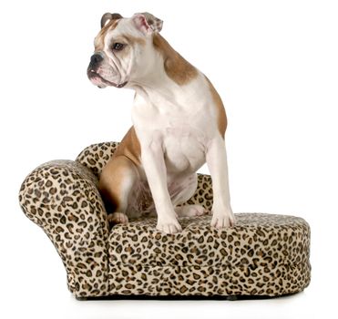 cute dog sitting on a couch isolated on white background - english bulldog