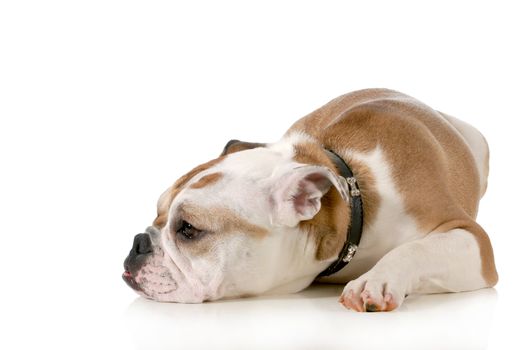 depressed dog - english bulldog with head down and sad expression isolated on white background