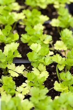 Close up of some celery plants in their young stage. Shallow depth of field.