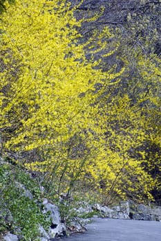 flovers on forsythia branches above a path