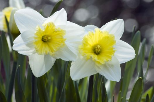 Close up of white and yellow narcissus