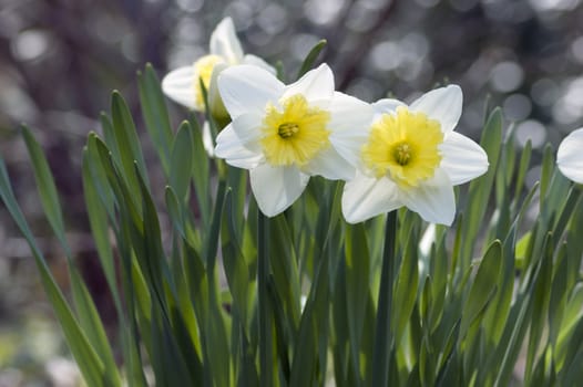 Close up of white and yellow narcissus