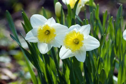 Close up of white and yellow narcissus