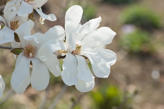Magnolia flowers at sunset on blur green background