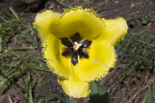 close up of yellow tulip on flowerbed