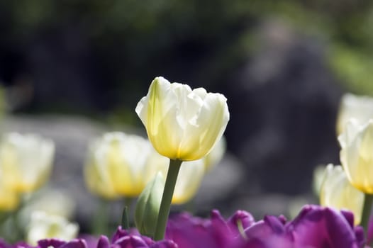 close up of lilac and white tulips at blur background