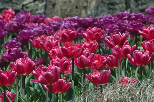 close up of raspberry pink tulips on dark green background
