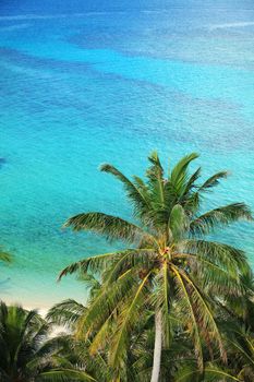 Tropical scenery of palm tree in the beach