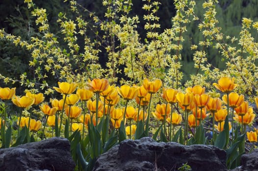 close up of yellow tulips on sunlit background