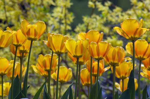 close up of yellow tulips on sunlit background