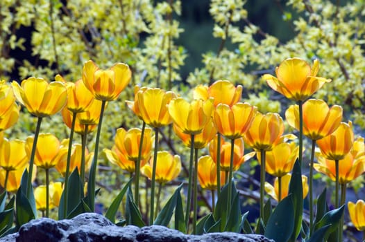 close up of yellow tulips on sunlit background