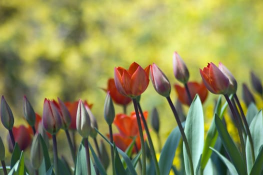 red and yellow tulips on yellow background