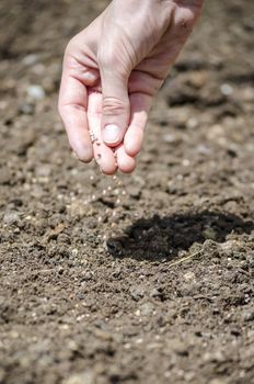 Closeup of female hand sowing.