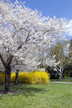 Blossoms on crabapple tree in park