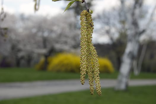 Birch catkin on blur background of green lawn