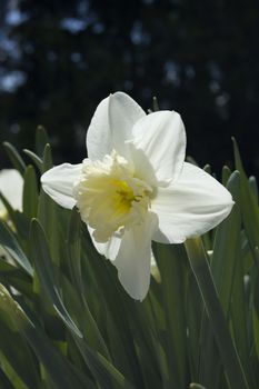 Close up of white and yellow narcissus