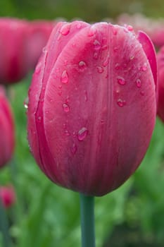 close up of pink tulip on flowerbed. Pink Impression