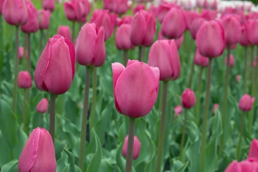 close up of pink and white tulip on flowerbed.