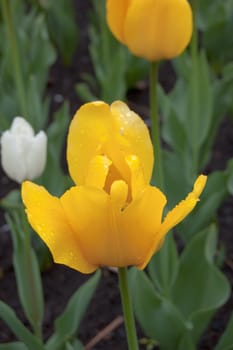 close up of yellow tulip on flowerbed