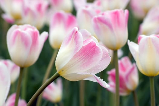 close up of pink and white tulip on flowerbed. Sweety