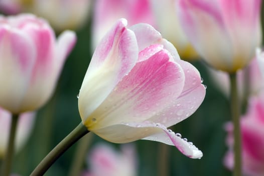 close up of pink and white tulip on flowerbed. Sweety