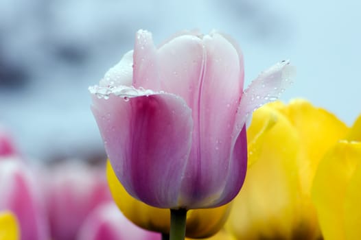 close up of pink and white tulip on flowerbed. Menton